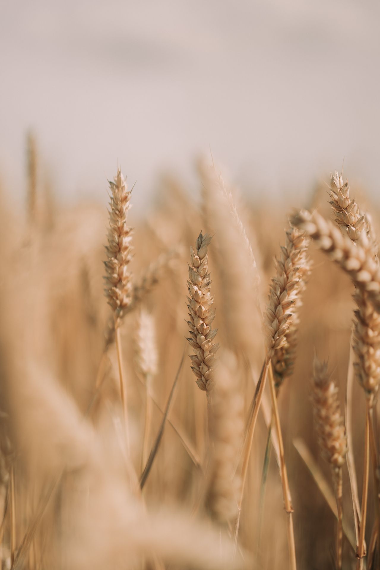 All Grain Recipes