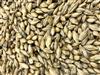 Gladfield Chit Barley Malt