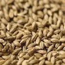 Gladfield Lager Light Malt