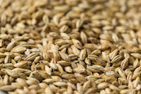 Gladfield Aurora Malt