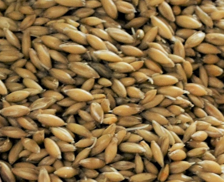Gladfield Big O Malted Oats