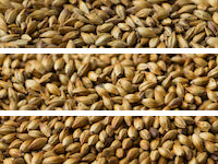 Gladfield Dark Crystal Malt
