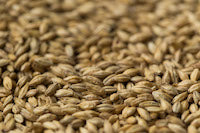 Gladfield Pilsner Malt