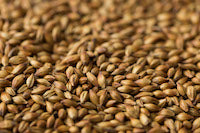 Gladfield Redback Malt