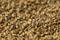 Gladfield Supernova Malt